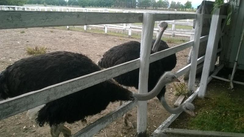 Pensiunea ,,La Struti" Târgu Neamț Buitenkant foto