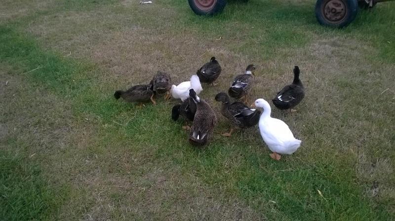 Pensiunea ,,La Struti" Târgu Neamț Buitenkant foto